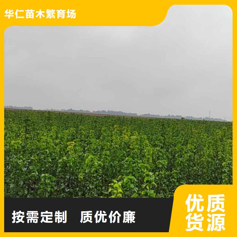 梨-新梨7号梨树苗安心购