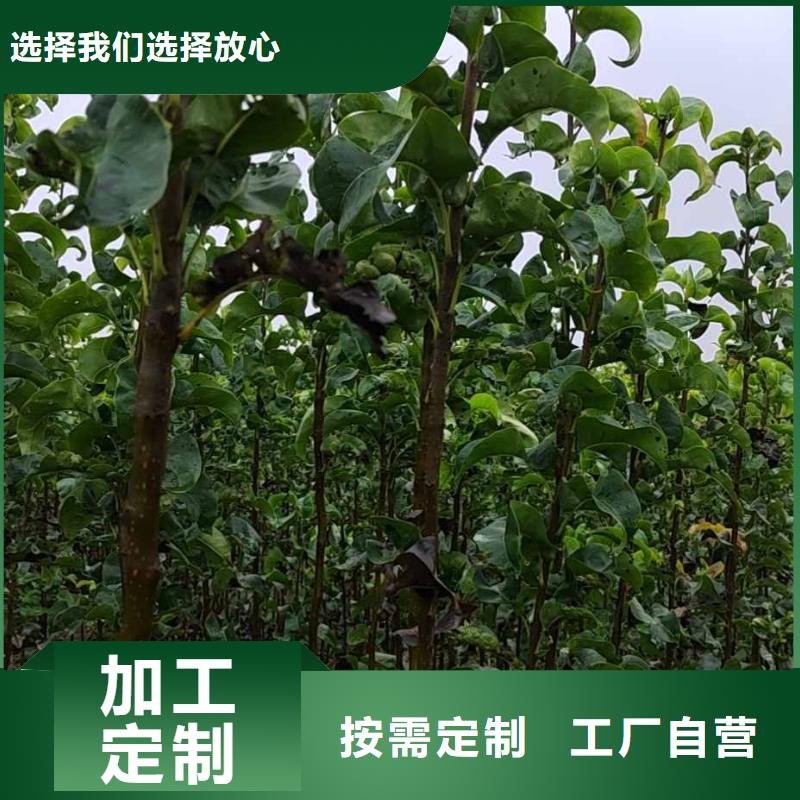 瑞蟠101桃树苗-视频-瑞蟠101桃树苗(华仁)覆盖地域河北省石家庄市藁城|正定|邢台|衡水|廊坊|秦皇岛|沧州|张家口