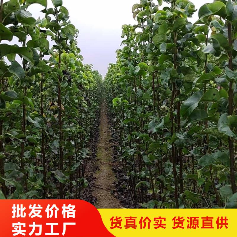 梨香酥梨树苗源厂直销