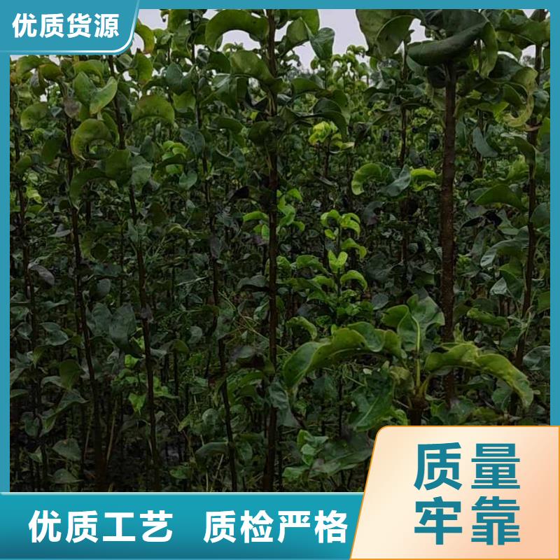 梨杜梨苗好品质经得住考验