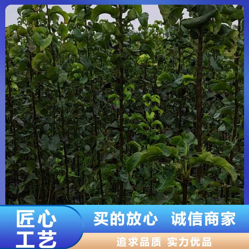 梨新梨7号梨树苗用心制造