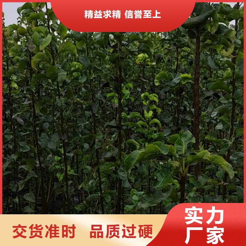 梨香酥梨树苗源厂直销