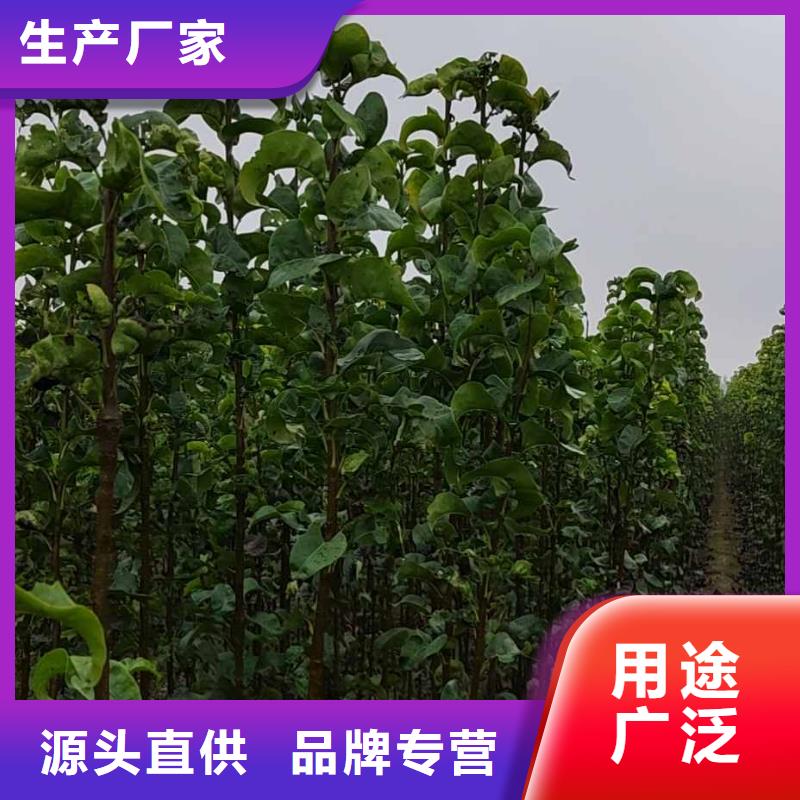 【梨】瑞蟠101桃树苗省心又省钱