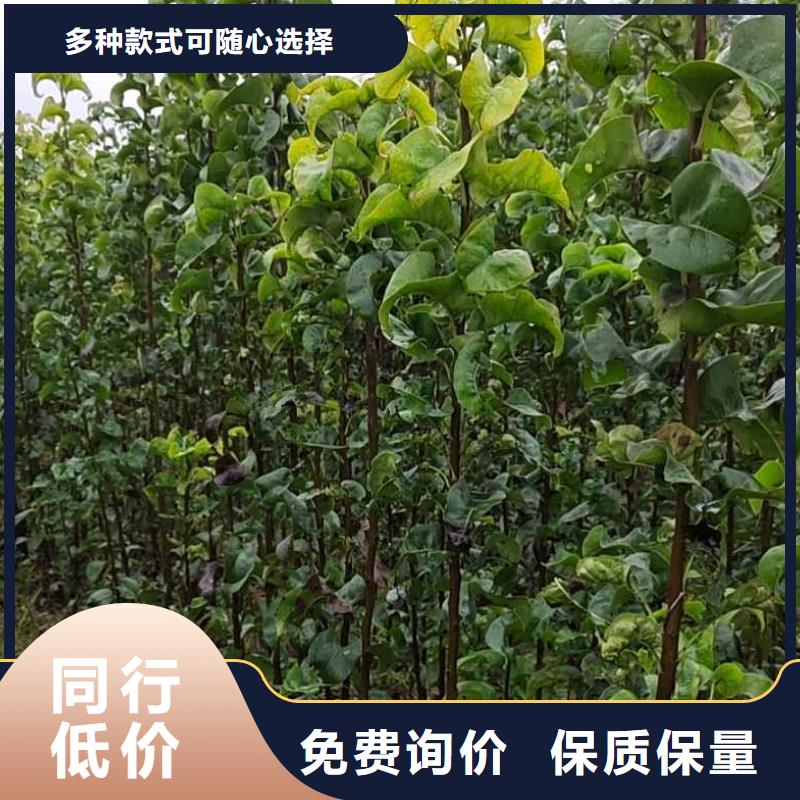梨新梨7号梨树苗用心制造