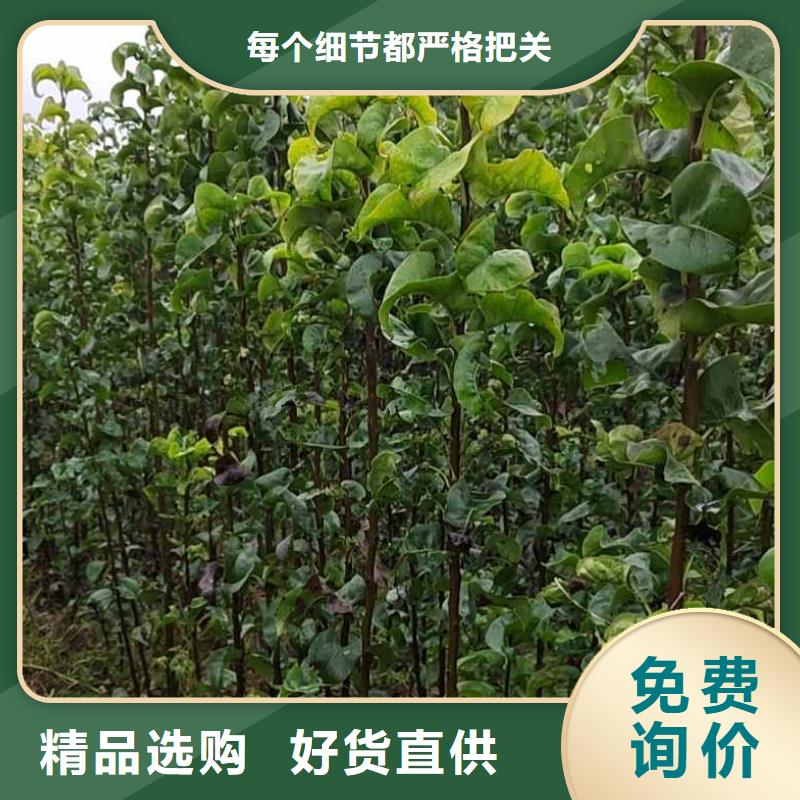 梨_红香酥梨树苗随心所欲定制