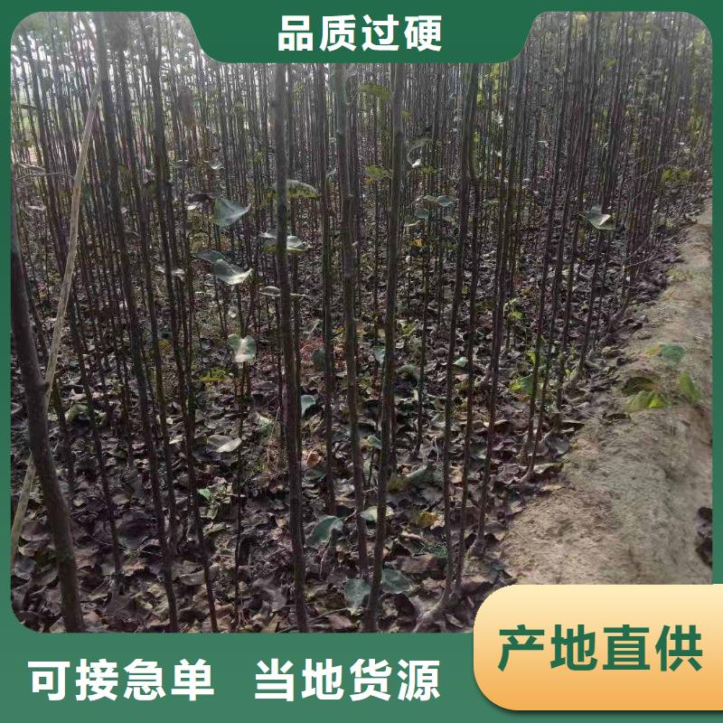 【梨梨树苗基地现货满足大量采购】