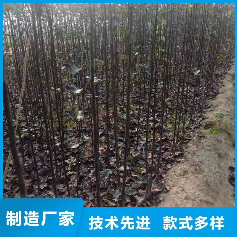 梨梨树苗基地专注细节使用放心