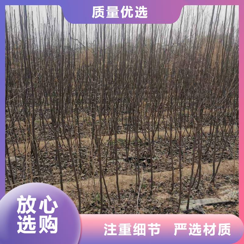 梨奥红一号梨苗有口皆碑