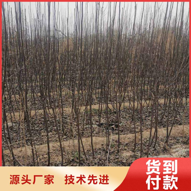 梨秋月梨树苗工艺成熟
