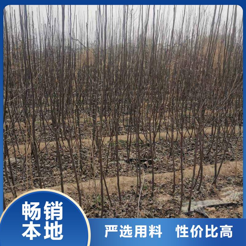 梨杜梨苗好品质经得住考验