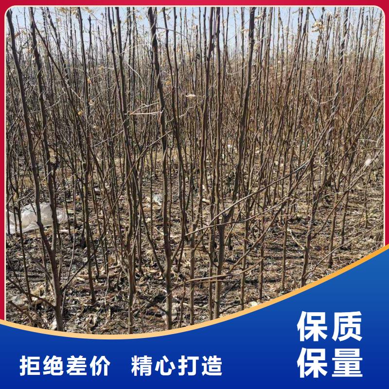 梨玉露香梨树苗销售的是诚信