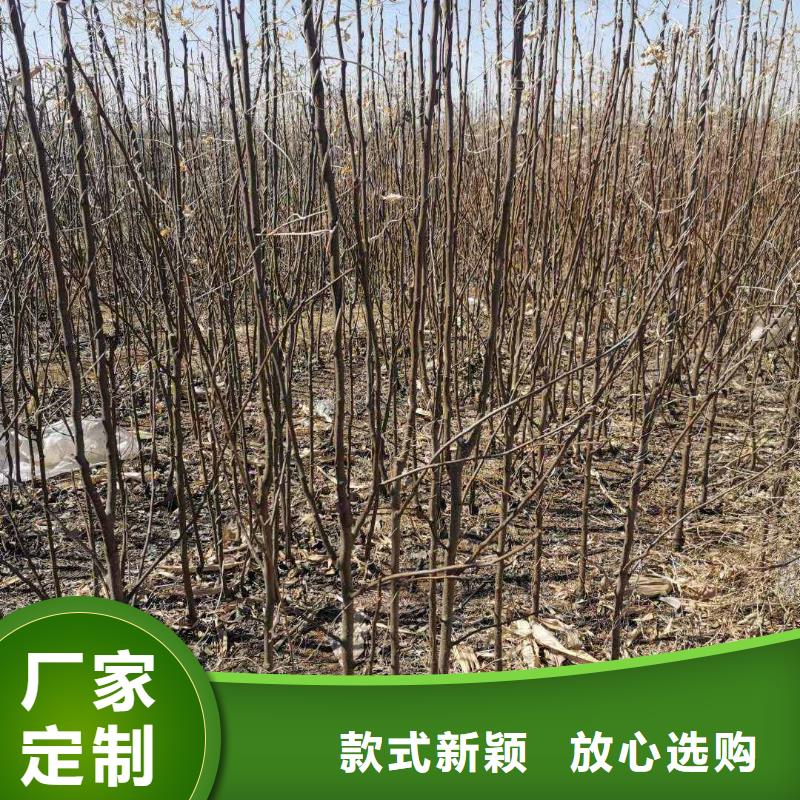 梨新梨7号梨树苗用心制造