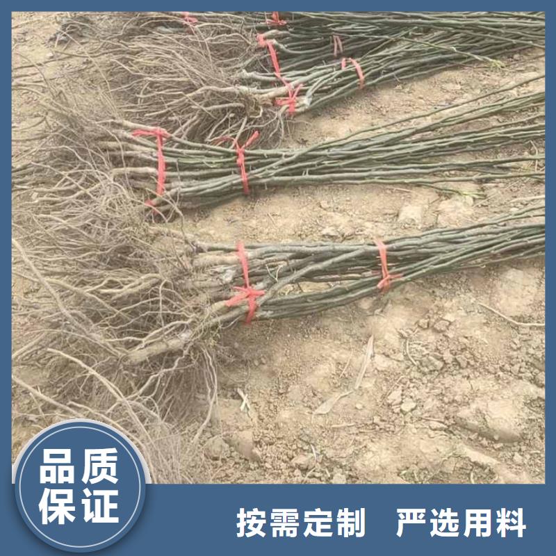 瑞蟠101桃树苗视频-河北省石家庄市华仁瑞蟠101桃树苗可服务区域赞皇|裕华|邢台|张家口|秦皇岛|唐山|保定|承德等
