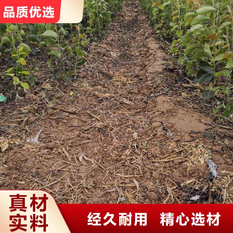 瑞蟠101桃树苗-视频-瑞蟠101桃树苗(华仁)覆盖地域河北省石家庄市藁城|正定|邢台|衡水|廊坊|秦皇岛|沧州|张家口