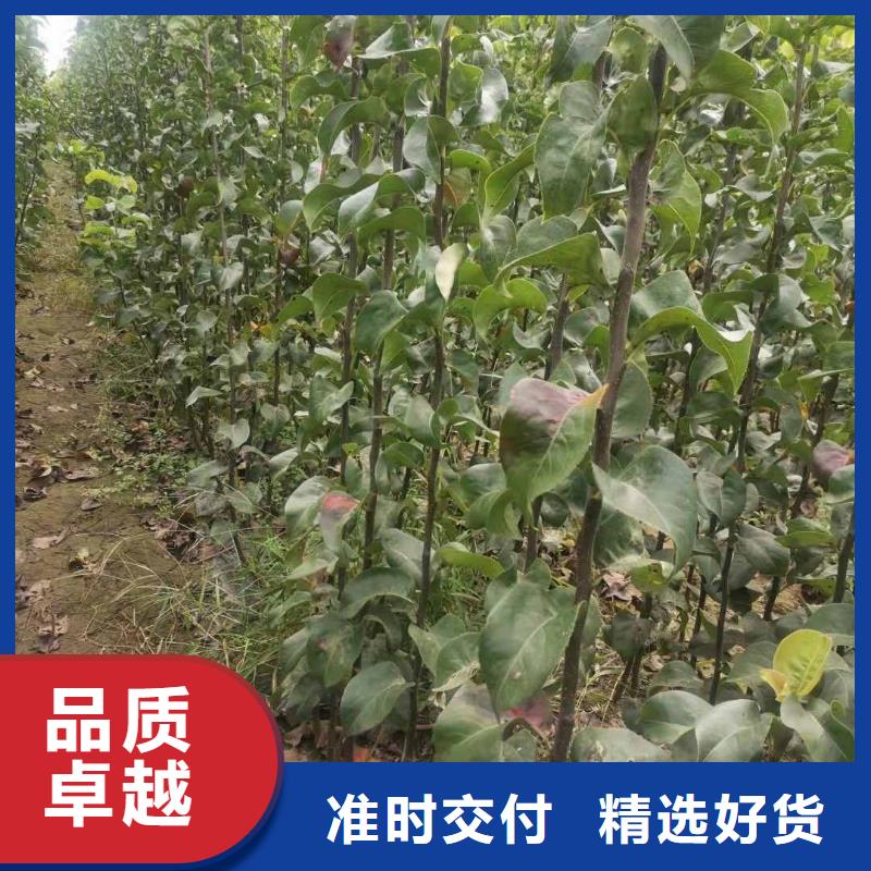 瑞蟠101桃树苗视频-河北省石家庄市华仁瑞蟠101桃树苗可服务区域赞皇|裕华|邢台|张家口|秦皇岛|唐山|保定|承德等