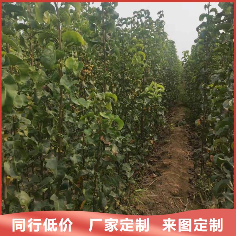 梨_香酥梨树苗现货充裕