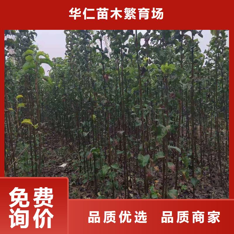 梨梨树苗基地专注细节使用放心