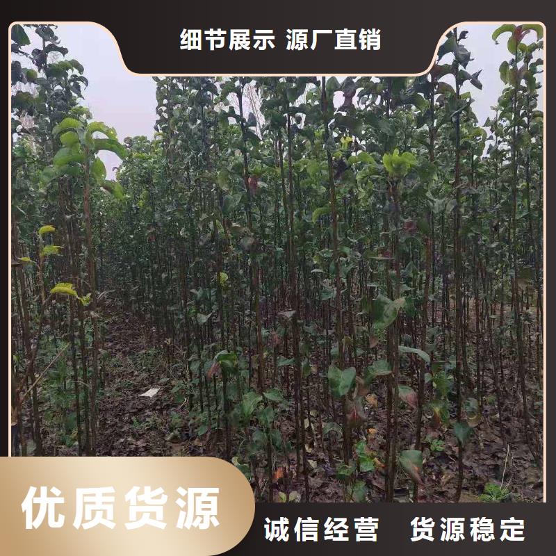 视频:【华仁】【源厂供货 梨-梨树苗基地出货及时】