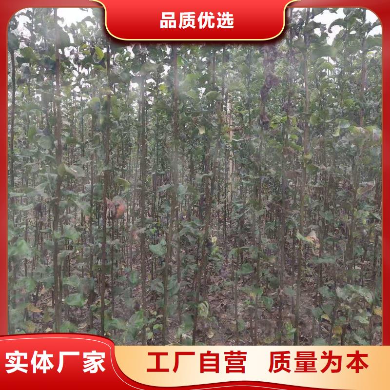 梨,山桃苗放心选购