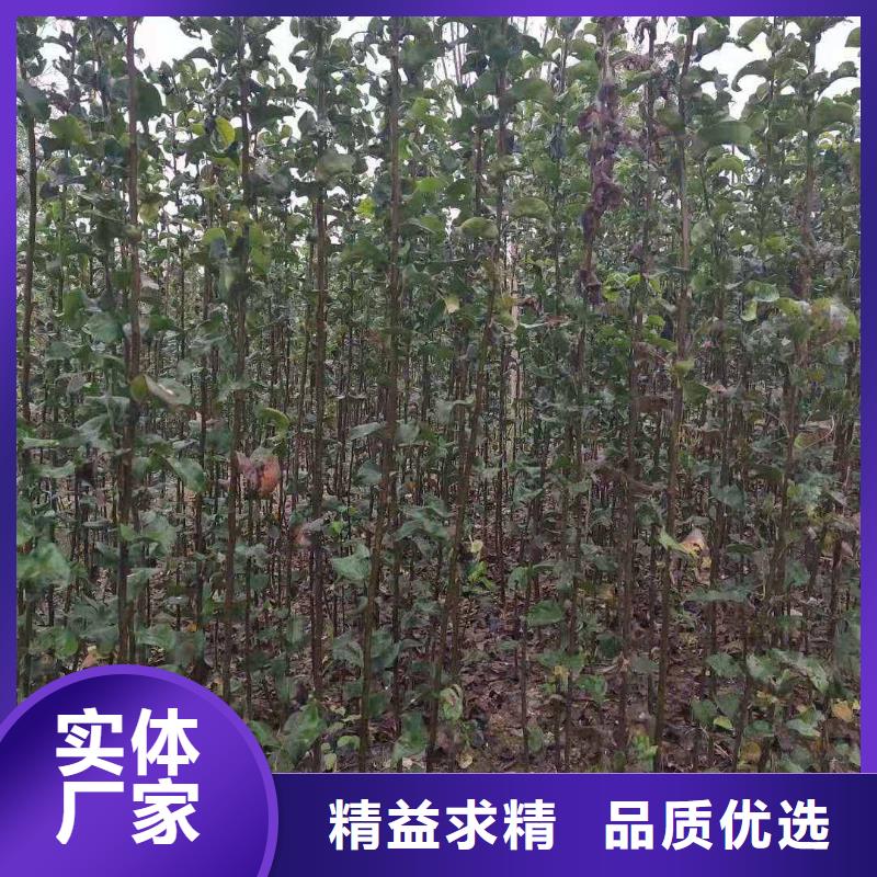 瑞蟠101桃树苗视频-河北省石家庄市华仁瑞蟠101桃树苗可服务区域赞皇|裕华|邢台|张家口|秦皇岛|唐山|保定|承德等