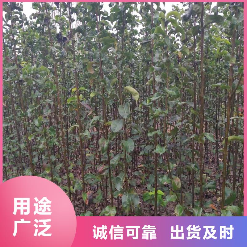 梨皇冠梨树苗优选原材