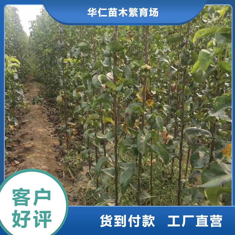 梨杜梨苗厂家现货供应