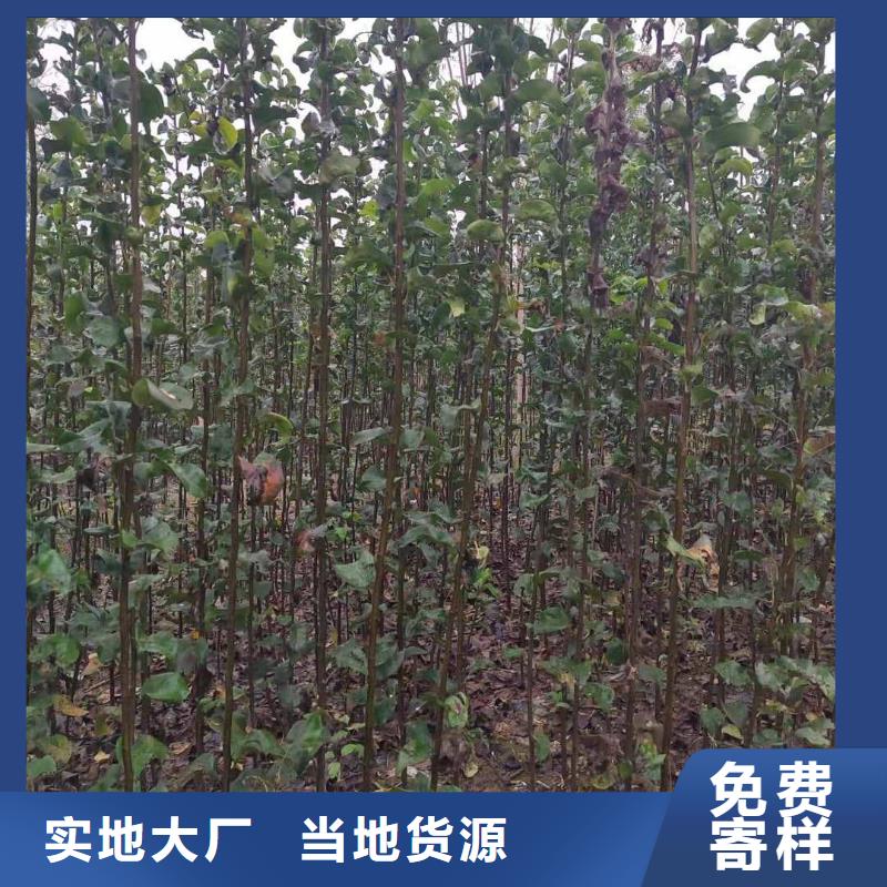 梨毛桃苗定制不额外收费