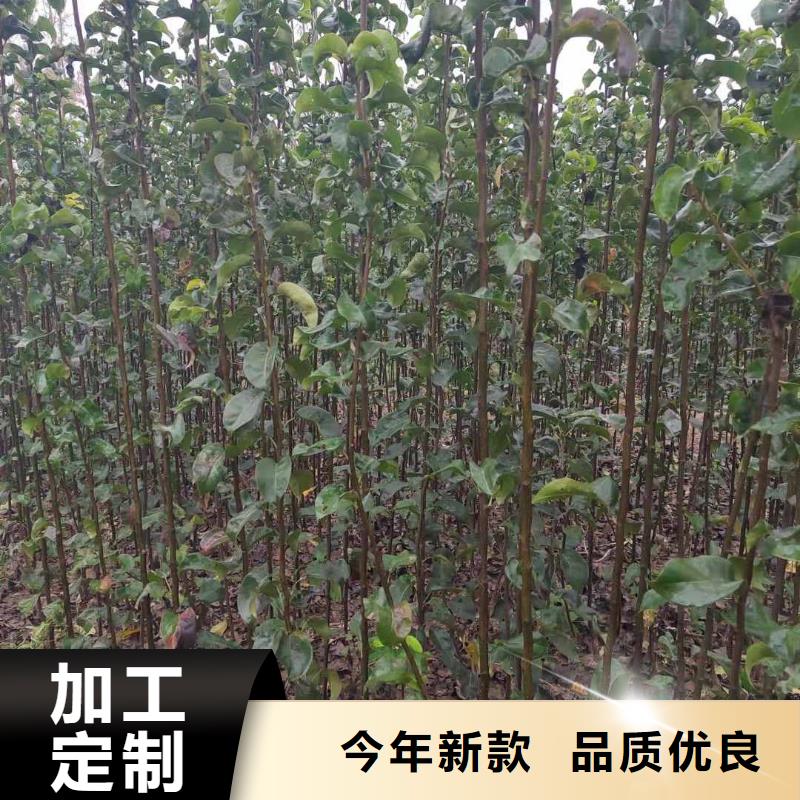 梨毛桃苗定制不额外收费