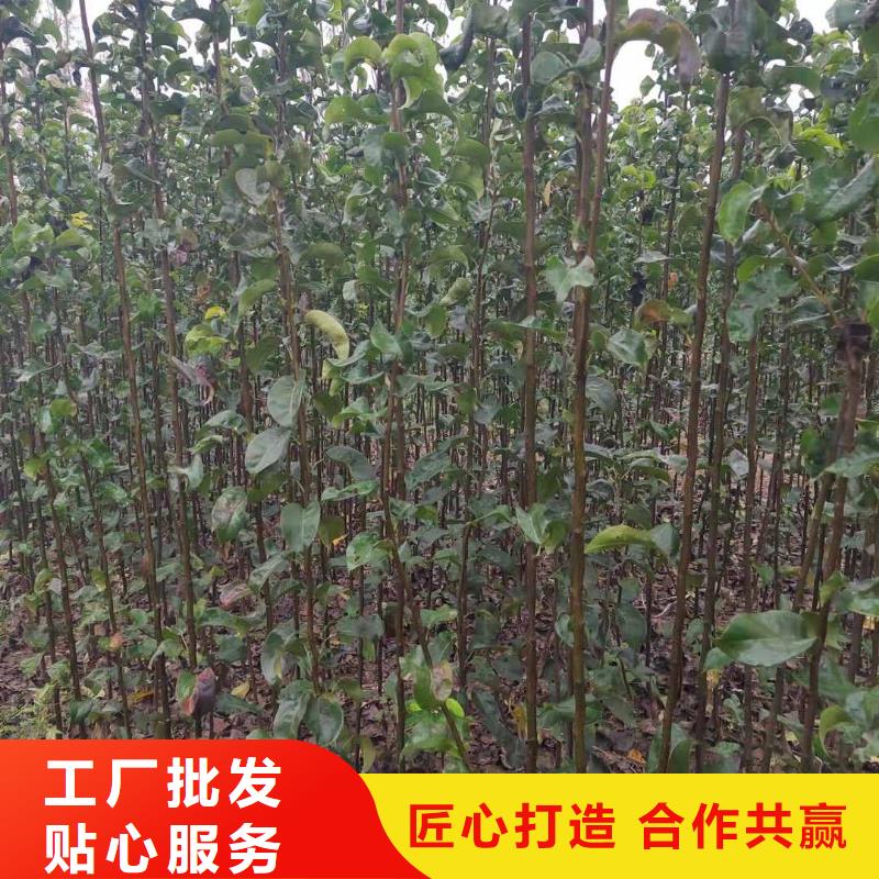 【梨】玉露香梨树苗大厂家实力看得见