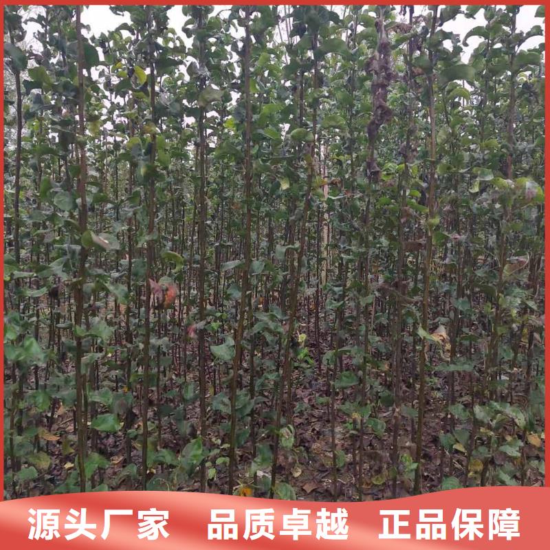 梨新梨7号梨树苗用心制造