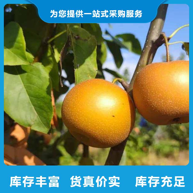视频:【华仁】【源厂供货 梨-梨树苗基地出货及时】