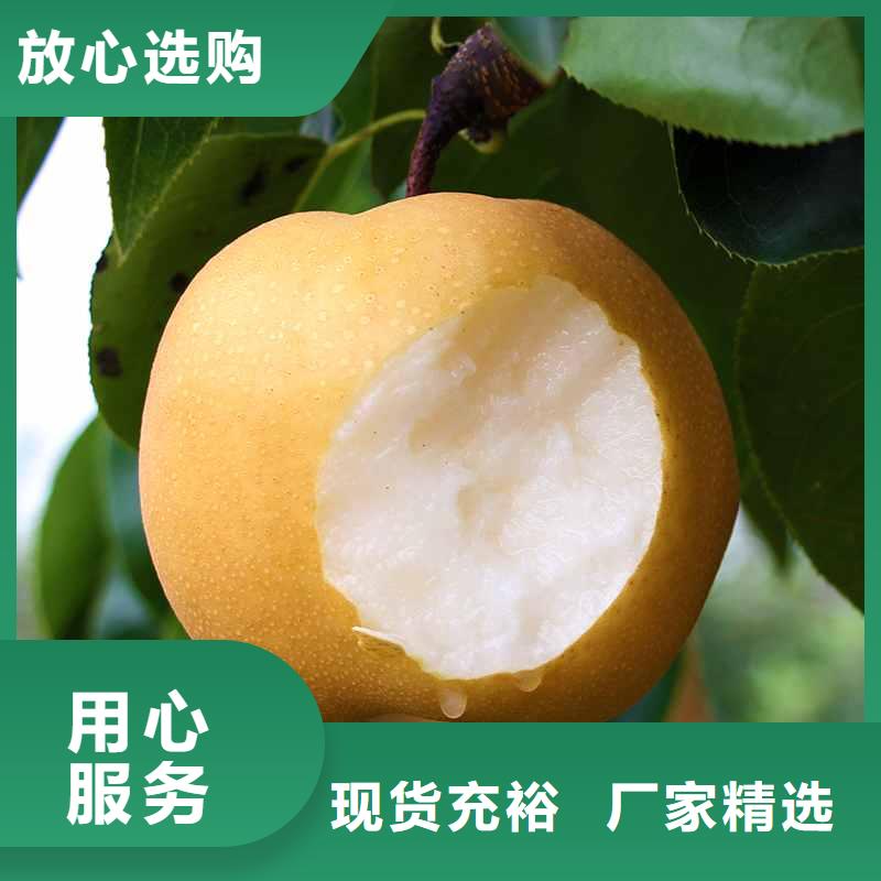 梨毛桃苗定制不额外收费