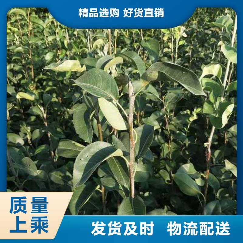 视频:【华仁】【源厂供货 梨-梨树苗基地出货及时】