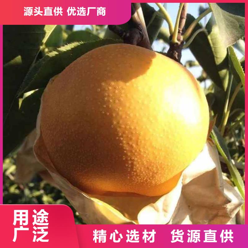 梨毛桃苗定制不额外收费