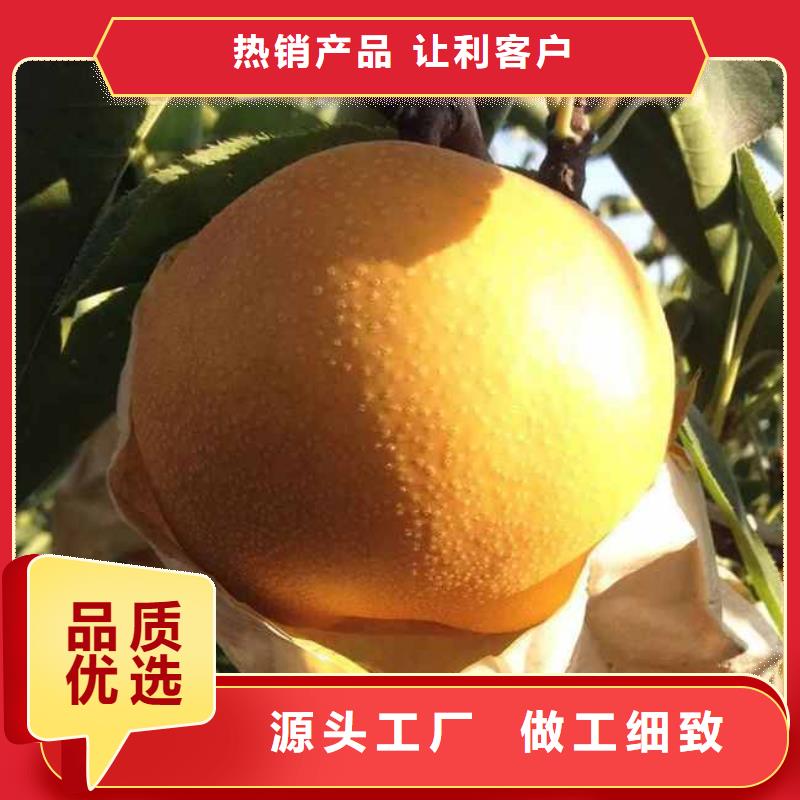 瑞蟠101桃树苗-视频-瑞蟠101桃树苗(华仁)覆盖地域河北省石家庄市藁城|正定|邢台|衡水|廊坊|秦皇岛|沧州|张家口
