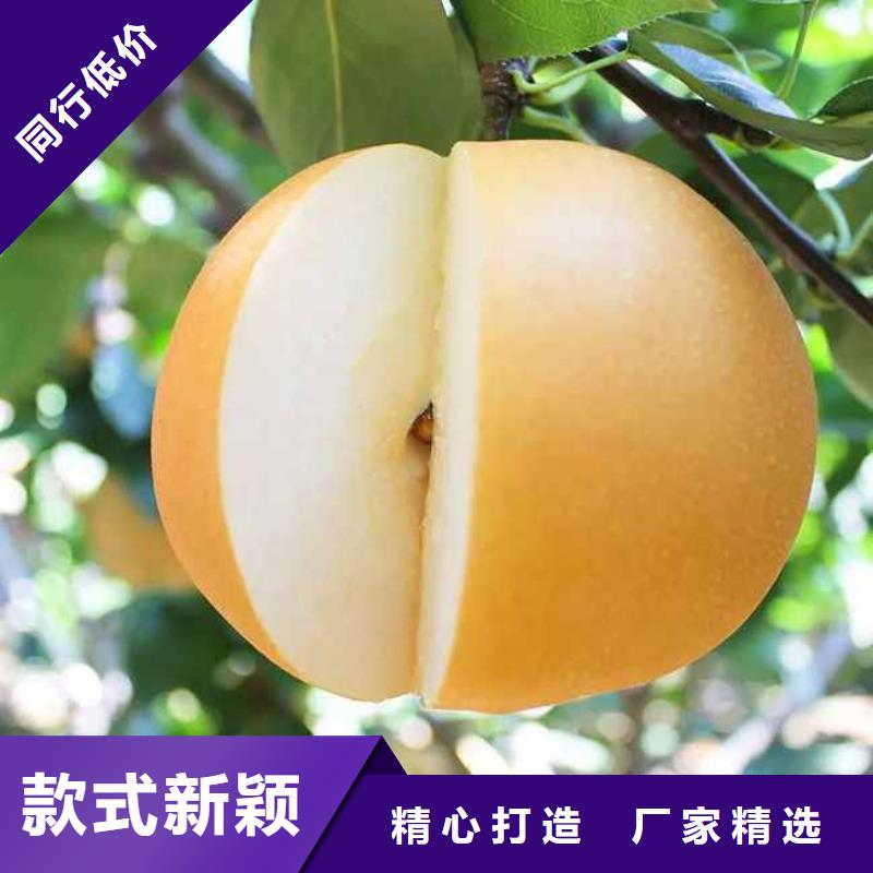 梨_红香酥梨树苗随心所欲定制
