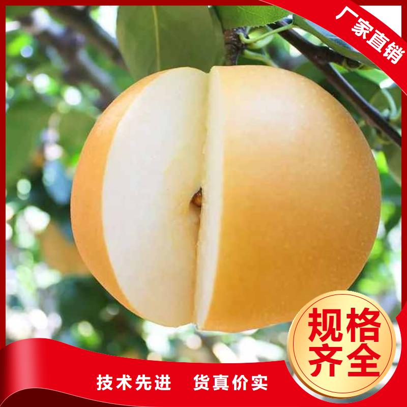 梨奥红全红梨树苗畅销当地