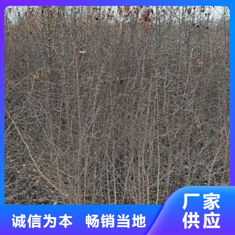 杜梨海棠苗种类丰富
