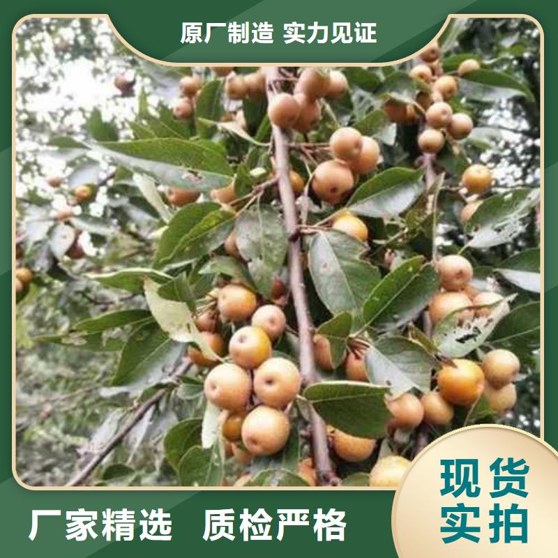 杜梨奥红全红梨树苗货品齐全