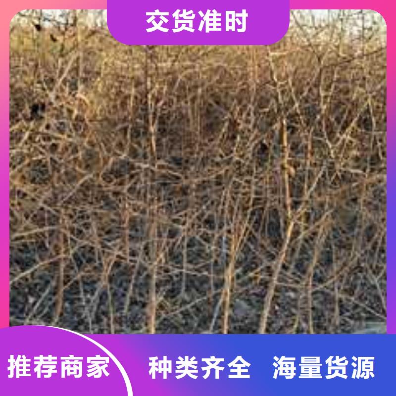 杜梨秋月梨树苗放心得选择