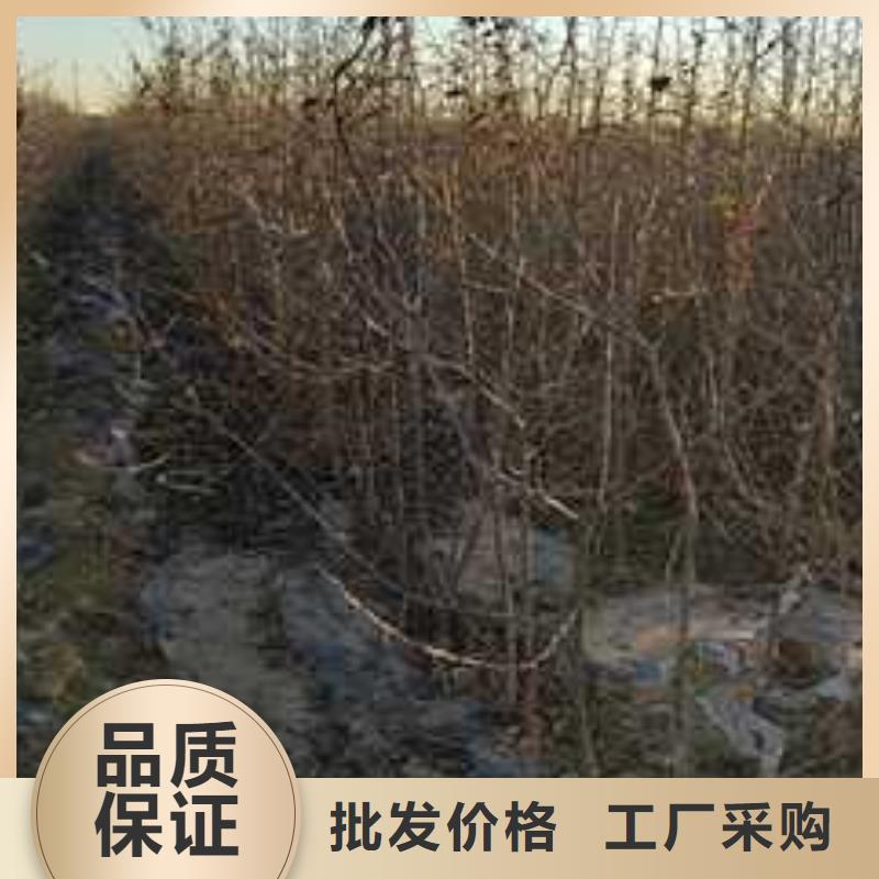 杜梨_梨树苗基地快捷物流