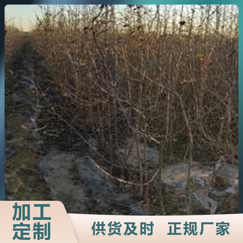 瑞蟠101桃树苗-视频-瑞蟠101桃树苗_山东省菏泽市华仁苗木繁育场(菏泽市分公司)