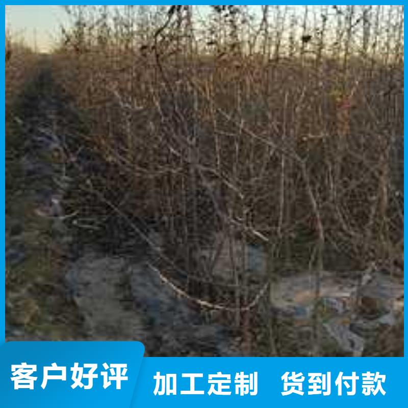 杜梨_梨树苗基地快捷物流