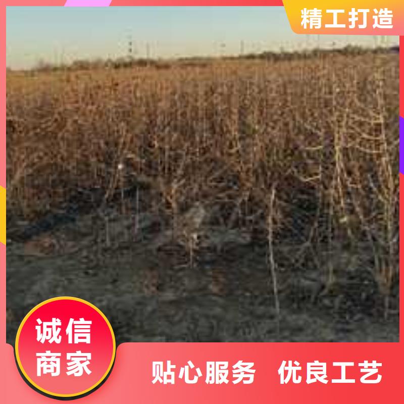 杜梨_杜梨苗专业厂家