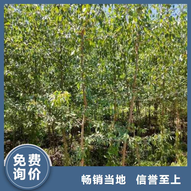 瑞蟠101桃树苗-视频-山东省瑞蟠101桃树苗-华仁苗木繁育场(山东省分公司)服务区域东营|枣庄|莱芜|菏泽