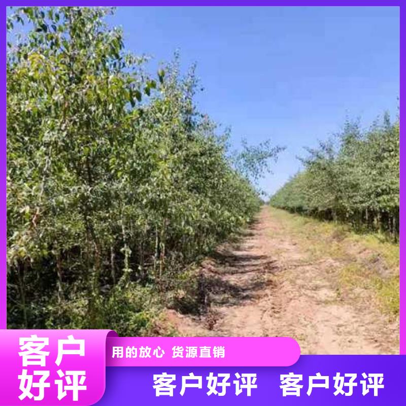 【杜梨】皇冠梨树苗源头工厂量大优惠