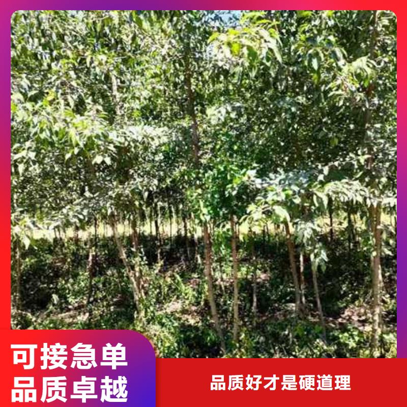 【杜梨】皇冠梨树苗现货供应