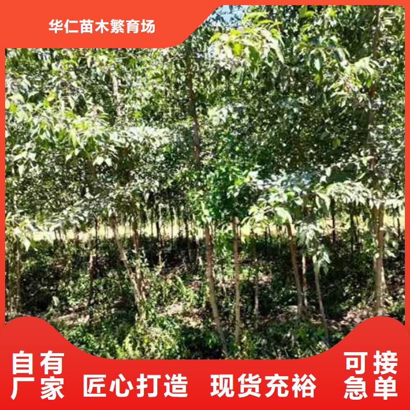 杜梨-奥红全红梨树苗专注生产制造多年