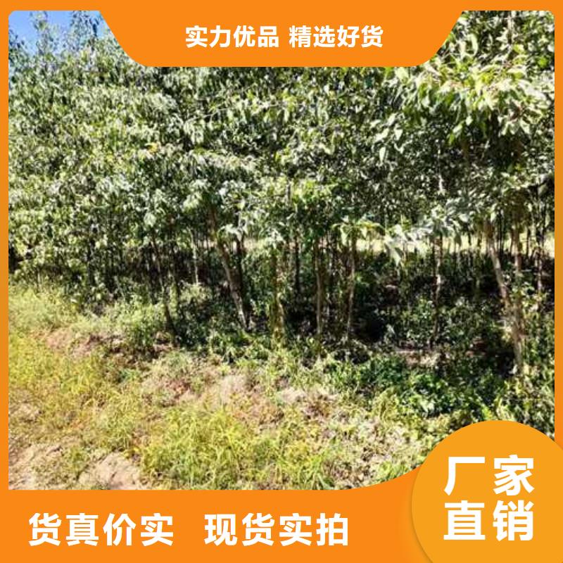 瑞蟠101桃树苗视频-瑞蟠101桃树苗_山东省市场覆盖威海|聊城|东营|潍坊等