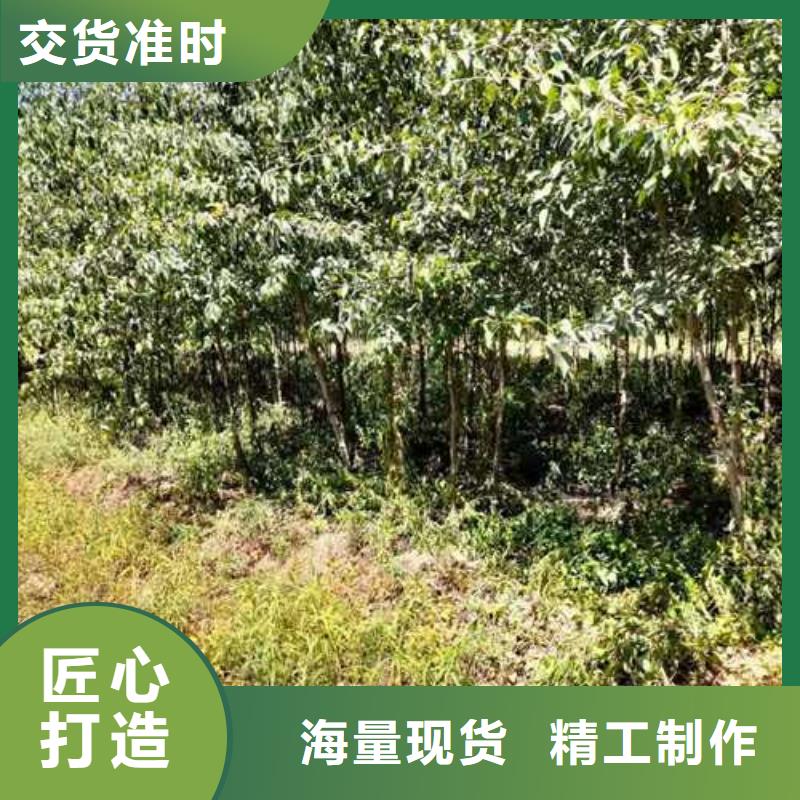 杜梨红香酥梨树苗品质好才是硬道理